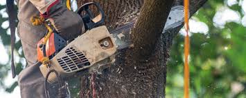 Best Stump Grinding and Removal  in Perth Amboy, NJ