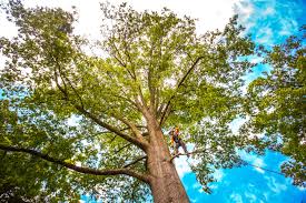 Best Lawn Pest Prevention  in Perth Amboy, NJ