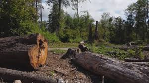 Best Firewood Processing and Delivery  in Perth Amboy, NJ