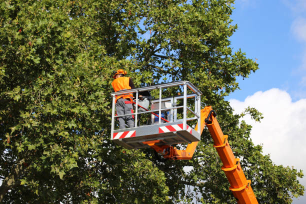 Trusted Perth Amboy, NJ Tree Removal Experts