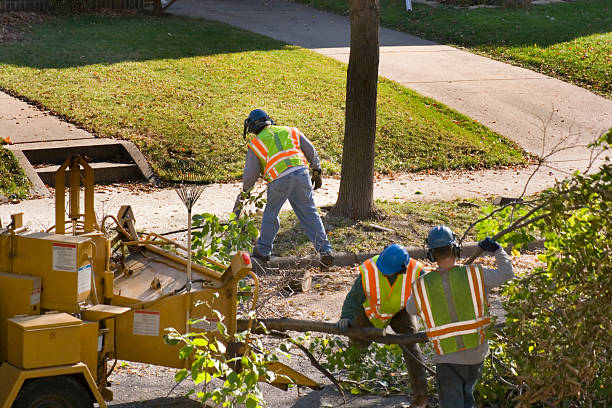 Best Tree Health Inspection  in Perth Amboy, NJ