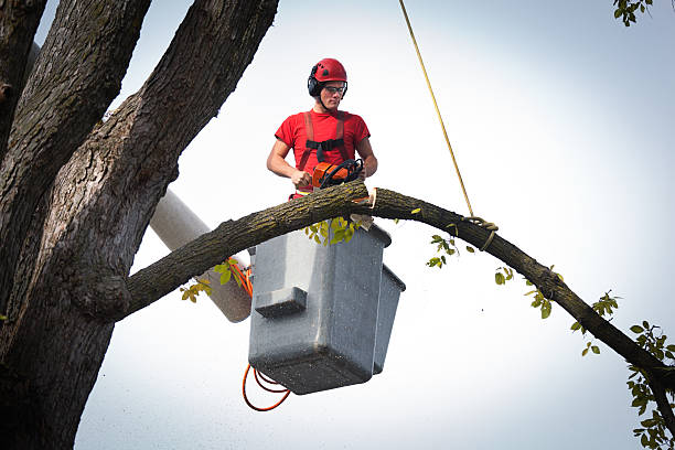 Best Tree Cabling and Bracing  in Perth Amboy, NJ